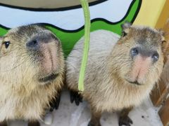 -郑州银基黄帝宫御温泉