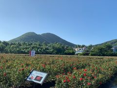 -亚龙湾国际玫瑰谷