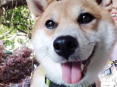 -柴犬高等学院·狗咖·柴犬售卖·宠物训练