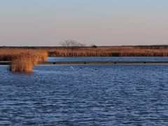 -盐城丹顶鹤湿地生态旅游区