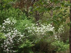 -黑龙江省森林植物园