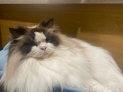 -滚猫咖啡·猫咖·猫友好撸猫(未来城店)