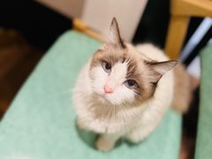 -猫色咖啡·猫咖