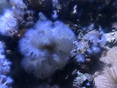 -瑞普利水族馆
