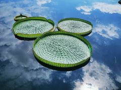 -上海辰山植物园
