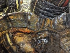 -瑞派·关忠动物医院·异宠专科·犬猫肿瘤·皮肤专科(望京店)