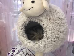 -FAELING PETS美天灵宠物(富力广场店)