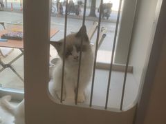 -唐小姐の私宠·宠物洗护美容·撸猫馆·购宠(周浦万达旗舰店)