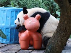 -广州长隆野生动物世界