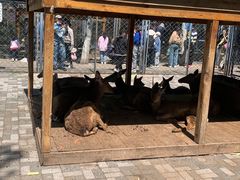 -长白岛森林公园