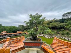 -深圳仙湖植物园