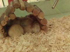 -龙猫仔乐园(惠福东路店)