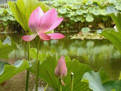 -陈家山荷花公园
