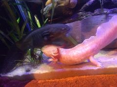 -悉尼海洋生物水族馆