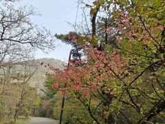 -金龙寺国家森林公园