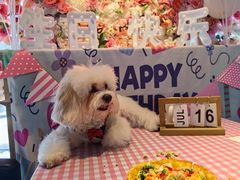 -百好乐宠物友好餐厅(朝外大街店)