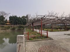 -嘉定紫藤园
