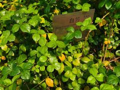 -广州神农草堂中医药博物馆