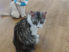 -1013 PET SHOP精品宠物商店(丁香店)