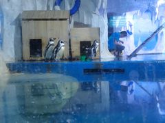 -多彩贵州城极地海洋世界