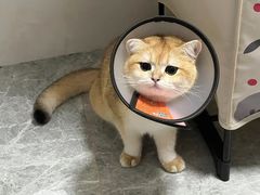 -爱侣宠医·鹦鹉专科·小型哺乳类·异宠专科(灵石路店)