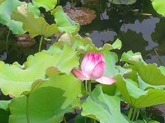 -荷塘月色湿地公园·向阳花洲