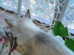 -藏猫猫咖啡主题馆(中央大道店)