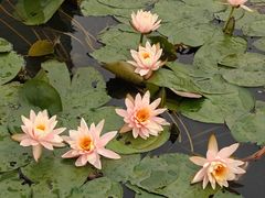 -荔枝公园(福田区)