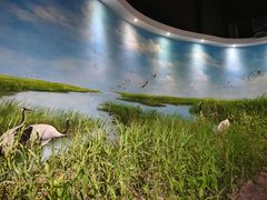 -盐城丹顶鹤湿地生态旅游区