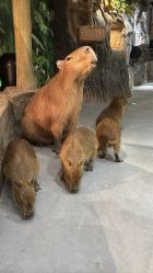 -Zoolung Zoolung动物主题公园(海信广场店)