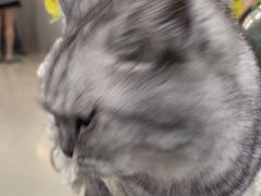 -共舞时光猫咖·狗咖(新街口店)