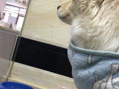 -安安宠医·安宠宠物医院