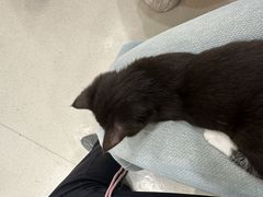 -共舞时光猫咖·狗咖(新街口店)