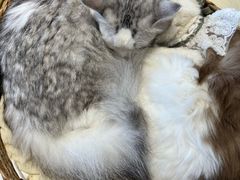 -怪兽屋·羊驼·猫咖·狗咖(俊华广场店)