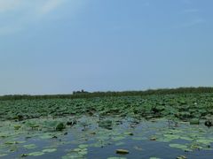 -白洋淀风景区