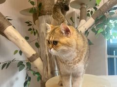 -唐小姐の私宠·宠物洗护美容·撸猫馆·购宠(周浦万达旗舰店)