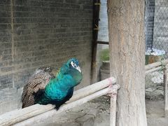 -罔极寺