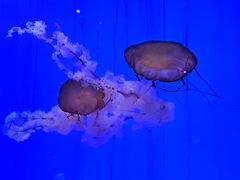 -上海海洋水族馆