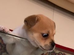 -佳雯宠物医院(金华南路分院)