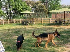 -趣多多宠物公园·宠物训犬学校·宠物寄养
