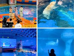 -海合安武汉极地海洋公园