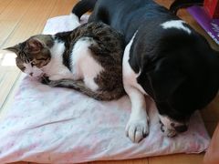 -北京恒爱动物医院(清景园分院)