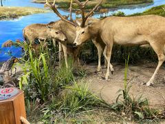 -北京麋鹿生态实验中心