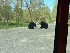 -北京野生动物园
