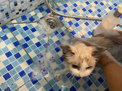 -FAELING PETS美天灵宠物(富力广场店)