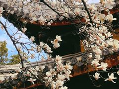 -龙华寺