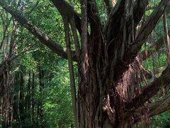 -番禺大夫山森林公园