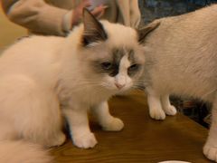 -猫色咖啡·猫咖