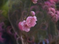 -桃花涧