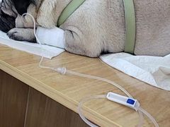-美联众合动物医院·24h京西诊疗中心